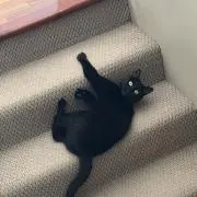 ミツマメの画像