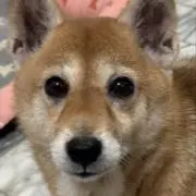 くりの画像