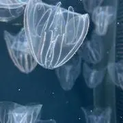 neruの画像