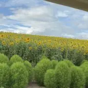 なるの画像