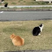 らんの画像