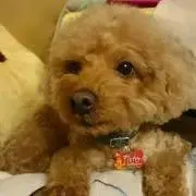 ちゃこすけの画像