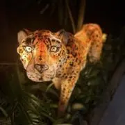 とっしーの画像