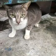 ノラ
