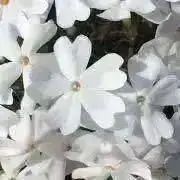 B☆4の画像