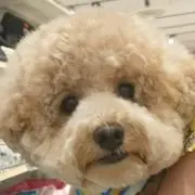 yokamo