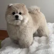 のまないシリカ