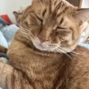 ねむねむ猫店長のお店の画像