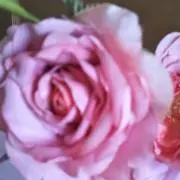 さくの画像