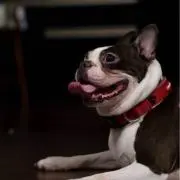 Image of Barchie