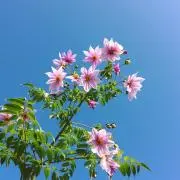 ７５３の画像