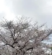kokoneの画像