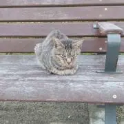 ネコネコ大幅値引OKコメントして下さいの画像