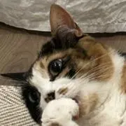 トヤ