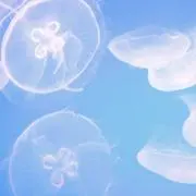 カゲロウ