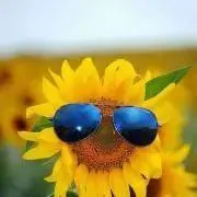 こりんの画像