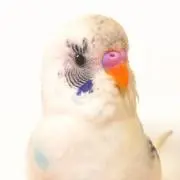 ゆずすきの画像