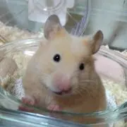 カナぶんぶんの画像