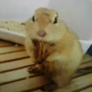 ゆきゆき