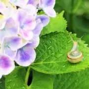 あじさい