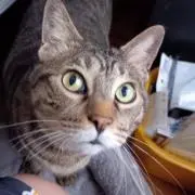 まるくの画像