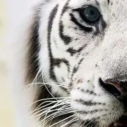 adgjm