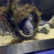はるはるの画像