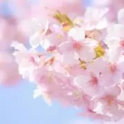 さくらの画像