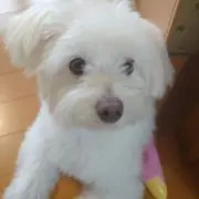 あきぽんの画像