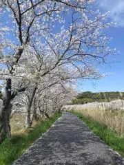 りゅーたんの画像
