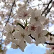 D.s.Wの画像