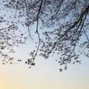 フの画像