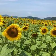 きよしの画像
