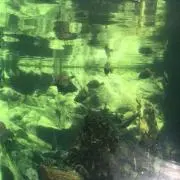ポニョ