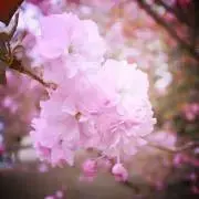 春《プロフ確認必須》の画像