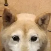 はちの画像