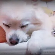 kuu
