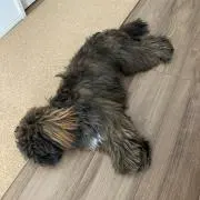 ネズミ小僧の画像