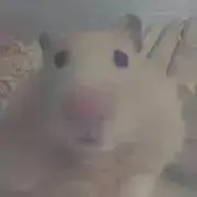 はむ　必ずプロフィール読んでください。の画像