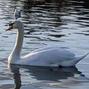ふじぽんの画像