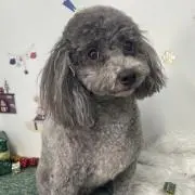 ワンコの画像