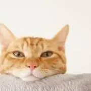 まいとの画像