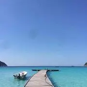 リリーの画像