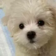 ルル