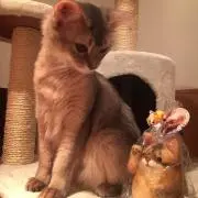 Estherの画像