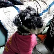 JiJi