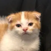 ちぃまる
