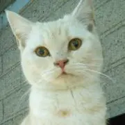 Machan