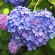 紫陽花の画像