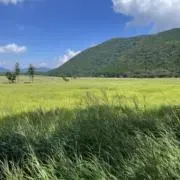 Ogu